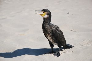 Kormoran